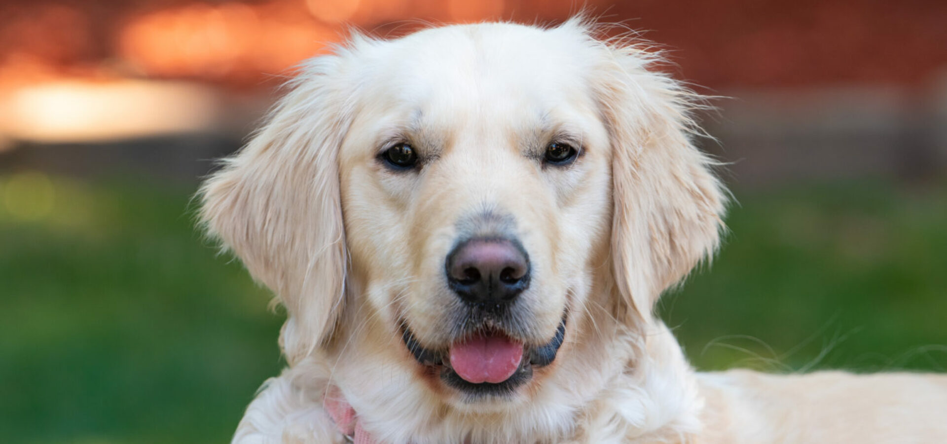 Adoptar un Golden Retriever Una guía completa