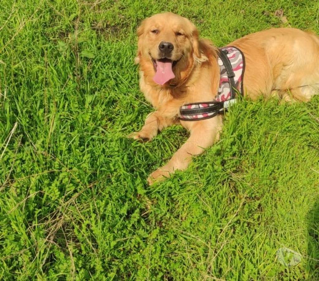 Adoptar un Golden Retriever Una guía completa