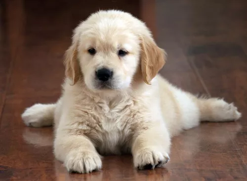 Adoptar un Golden Retriever Una guía completa