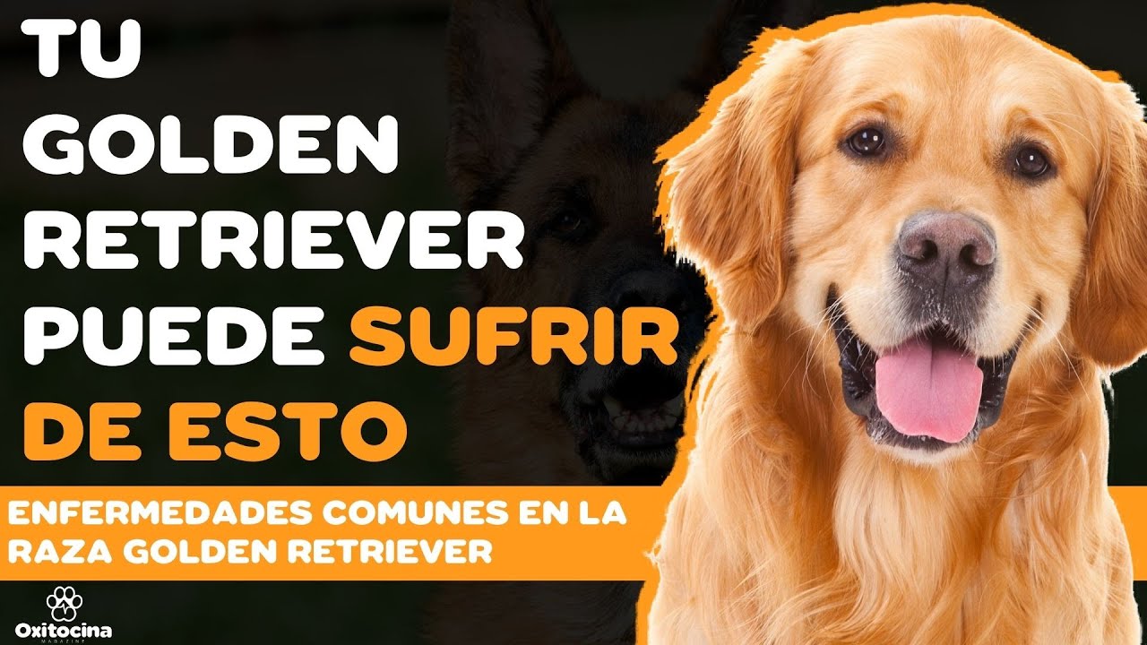 Causas de muerte en Golden Retriever Una guía para comprender la vida y la salud de tu compañero canino