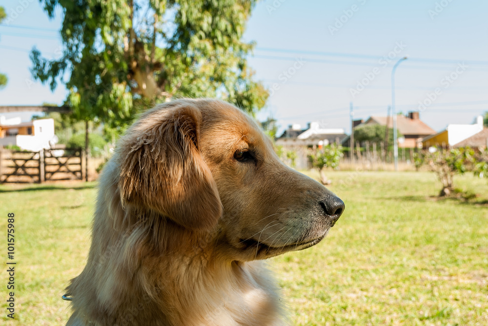 Colores del Golden Retriever Una Guía Completa