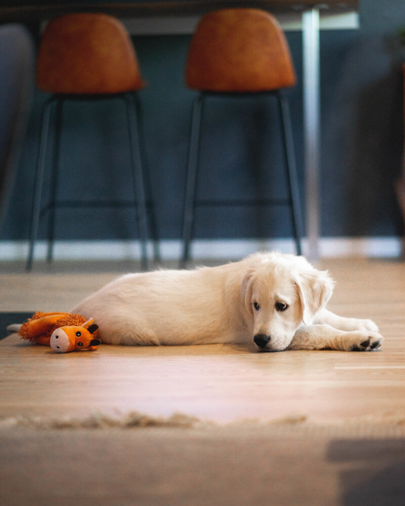 ¿Cuánto come un Golden Retriever? Una guía para la alimentación de tu peludo amigo