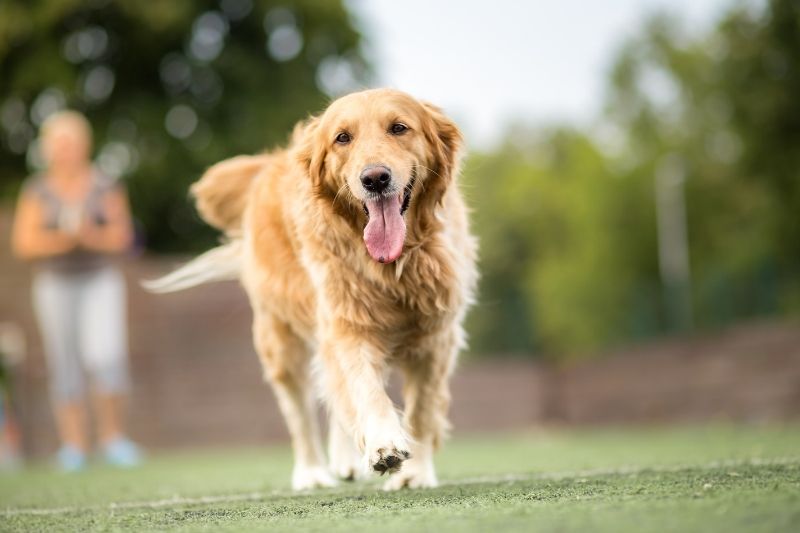 ¿Cuánto come un Golden Retriever? Una guía para la alimentación de tu peludo amigo