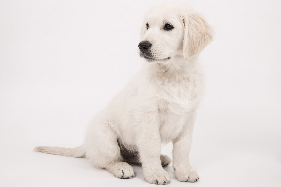 ¿Cuánto come un Golden Retriever? Una guía para la alimentación de tu peludo amigo