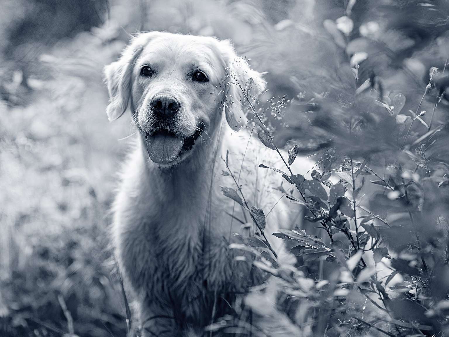 Diferencias entre Golden Retriever y Labrador Retriever Una Guía Completa