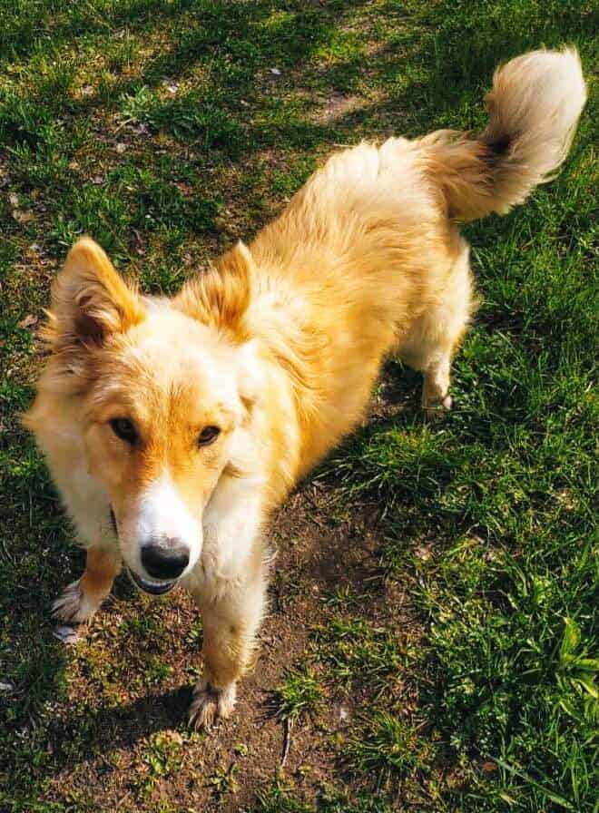 El Border Collie Golden Retriever Mix Una Guía Completa