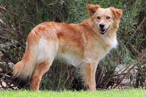 El Border Collie Golden Retriever Mix Una Guía Completa