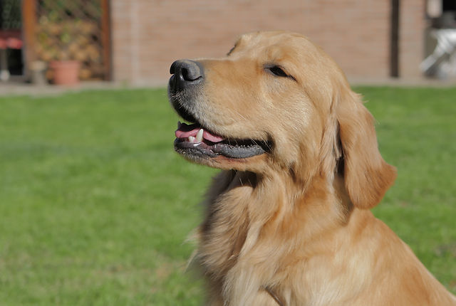 El Golden Retriever Americano Un Compañero Leal y Amoroso