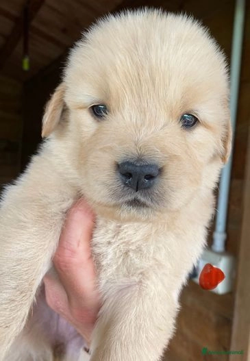 El Golden Retriever Americano Un Compañero Leal y Amoroso