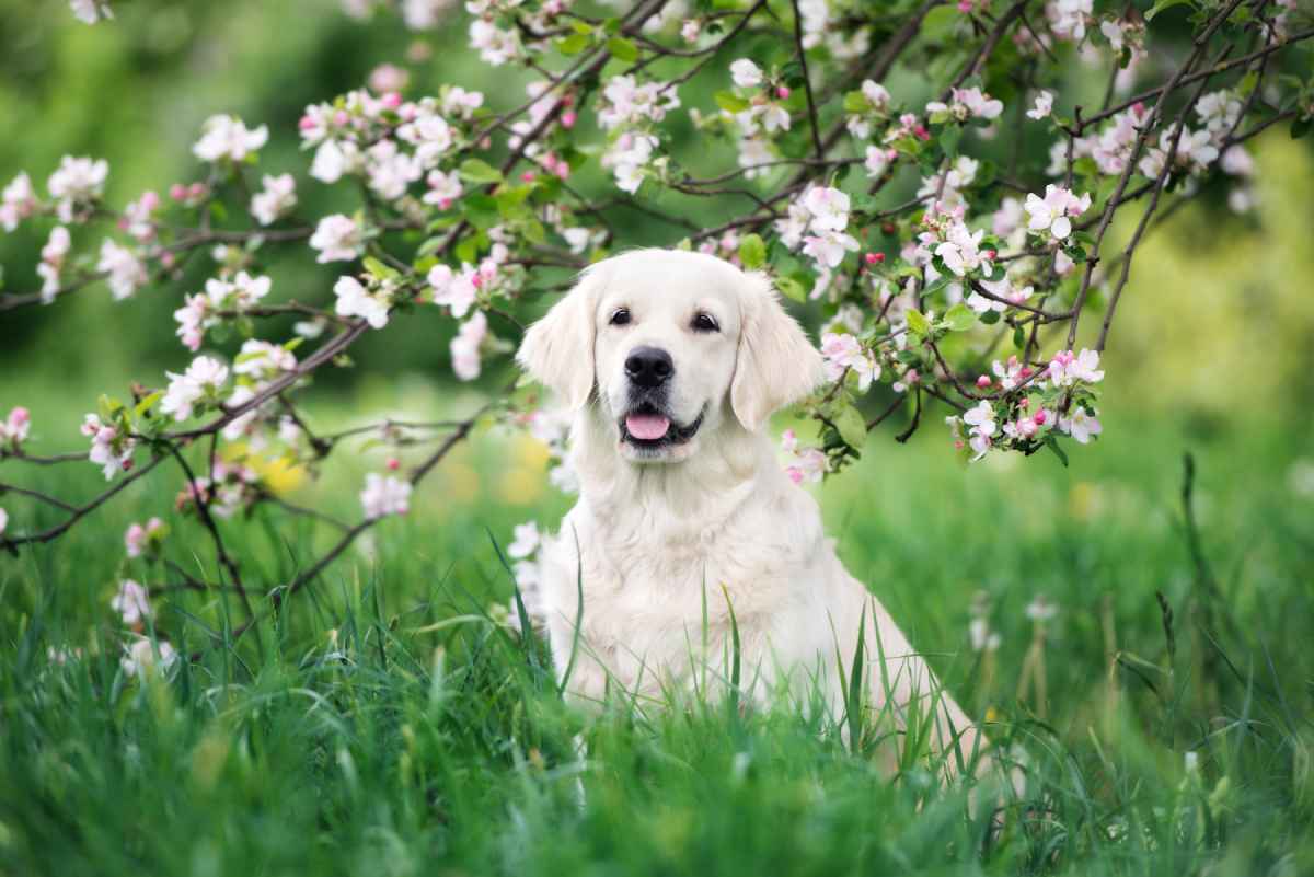 El Golden Retriever Americano Un Compañero Leal y Amoroso