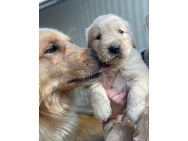 El Golden Retriever Americano Un Compañero Leal y Amoroso