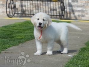 El Golden Retriever Cachorro Una Guía Completa para Propietarios Primerizos