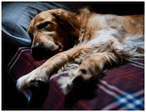 El Golden Retriever en Barcelona Un Compañero Ideal para la Ciudad Condal