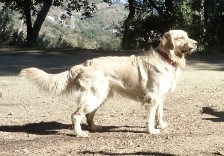 El Golden Retriever en Barcelona Un Compañero Ideal para la Ciudad Condal