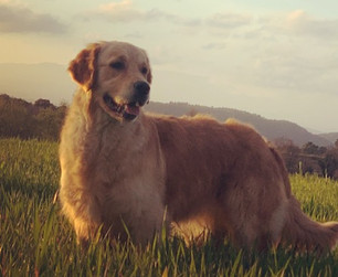 El Golden Retriever en Barcelona Un Compañero Ideal para la Ciudad Condal