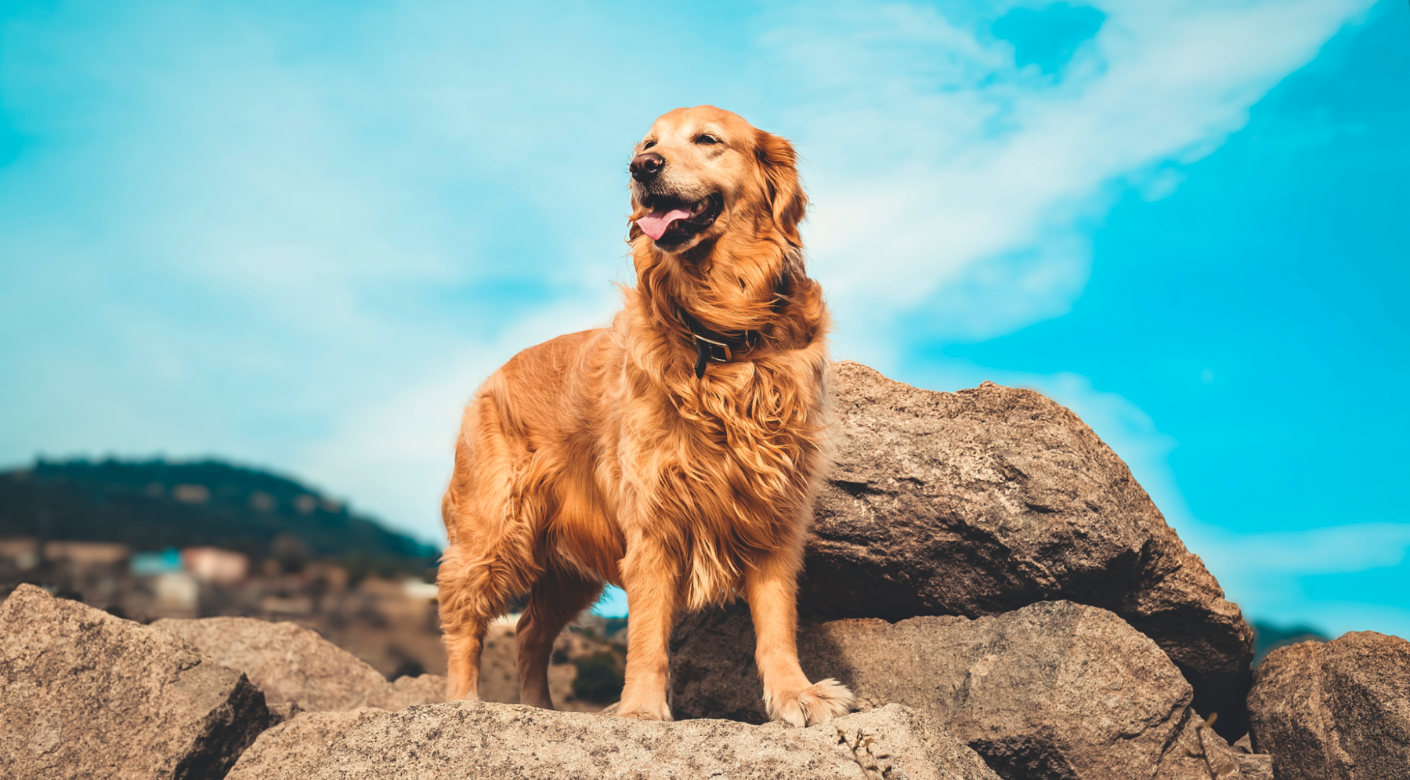 El Golden Retriever Un Compañero Leal y Amable