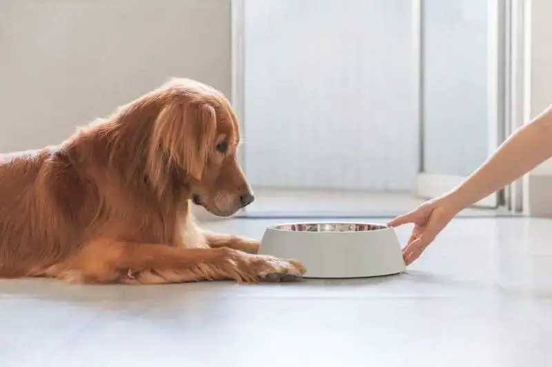 El Golden Retriever Una Guía Completa para su Cuidado