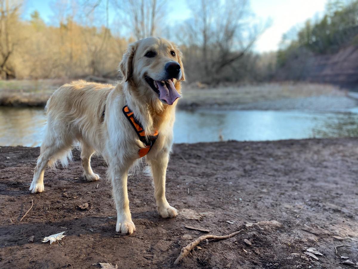 El Golden Retriever Una Guía Completa para su Cuidado