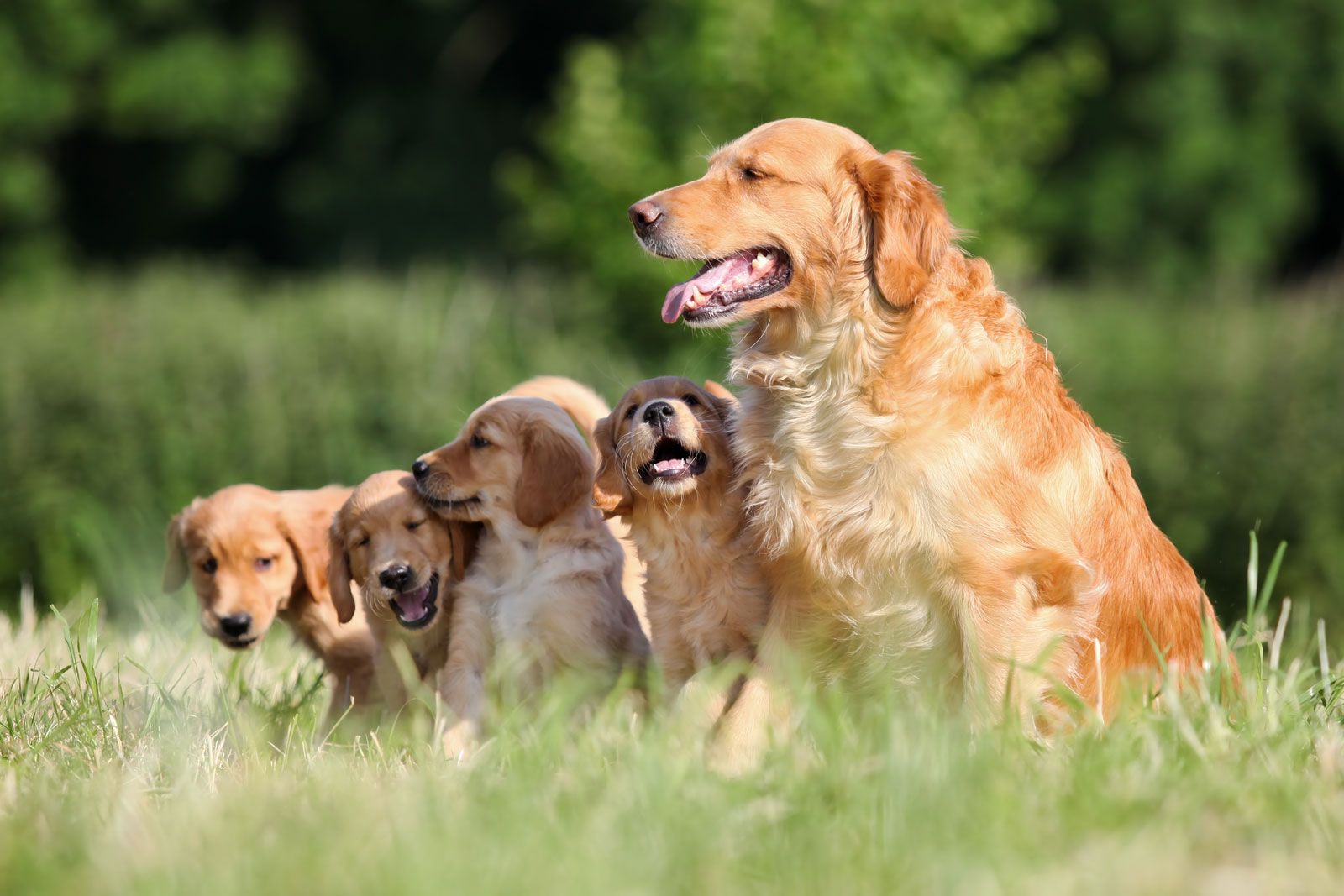 El Golden Retriever Una Razón para Sonreír