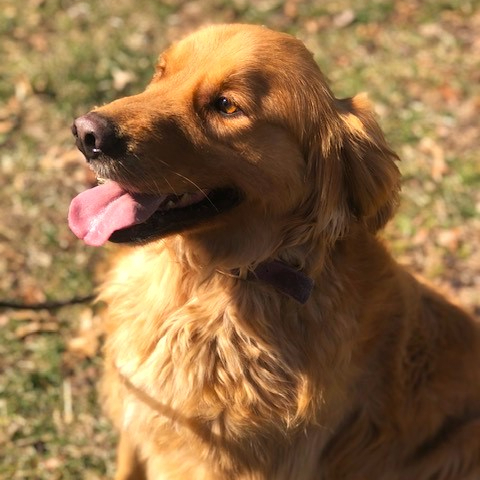 El Golden Retriever Una Razón para Sonreír