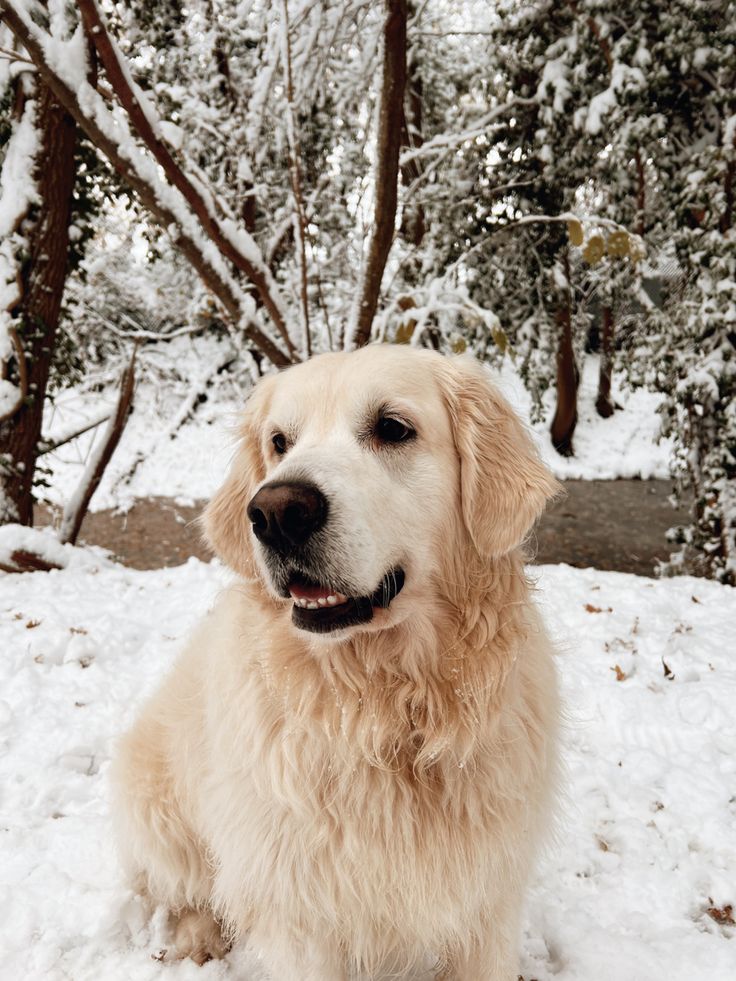 El Golden Retriever Una Razón para Sonreír