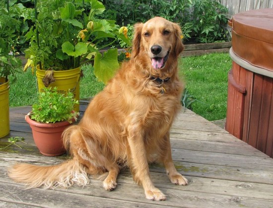 El Labrador Retriever Dorado Un Compañero Leal y Energético