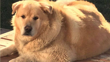 El Peso del Golden Retriever Guía Completa para el Control del Peso