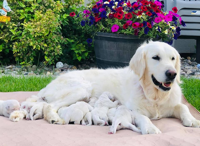 Energía Incontenible El Golden Retriever, un Torbellino de Alegría