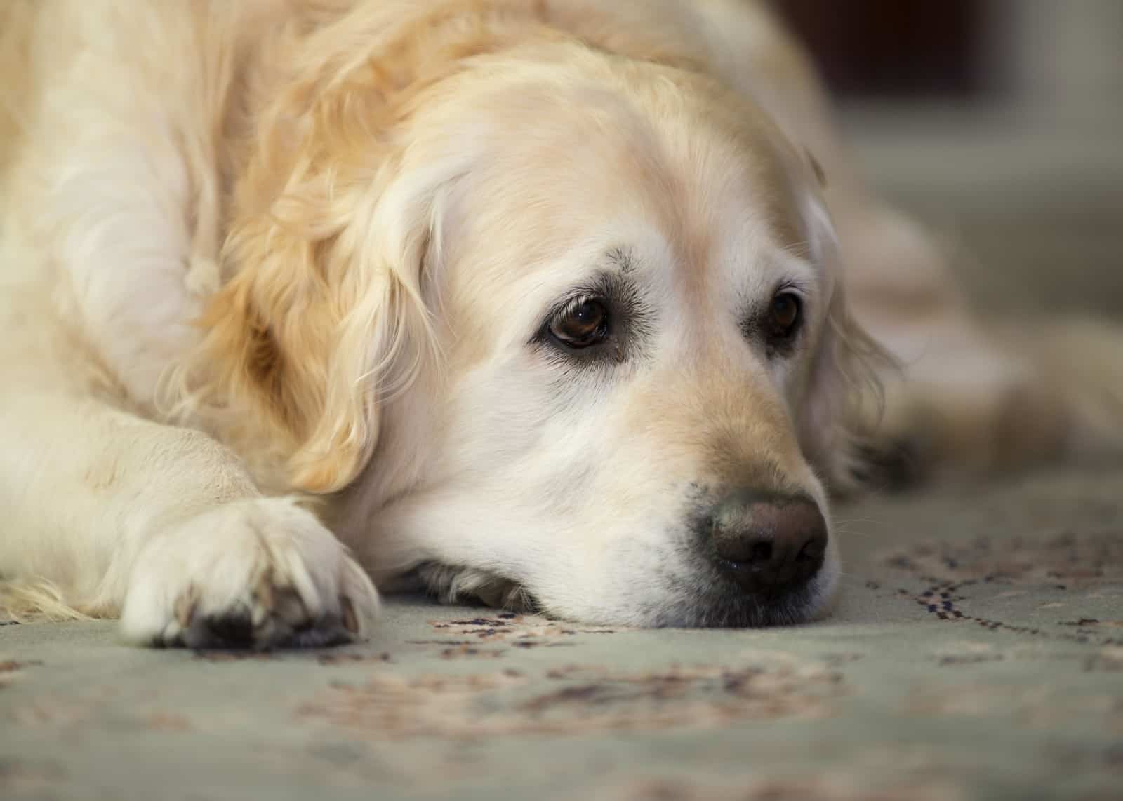 Esperanza de Vida de un Golden Retriever