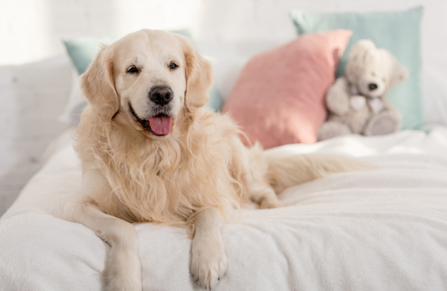 Esperanza de Vida de un Golden Retriever