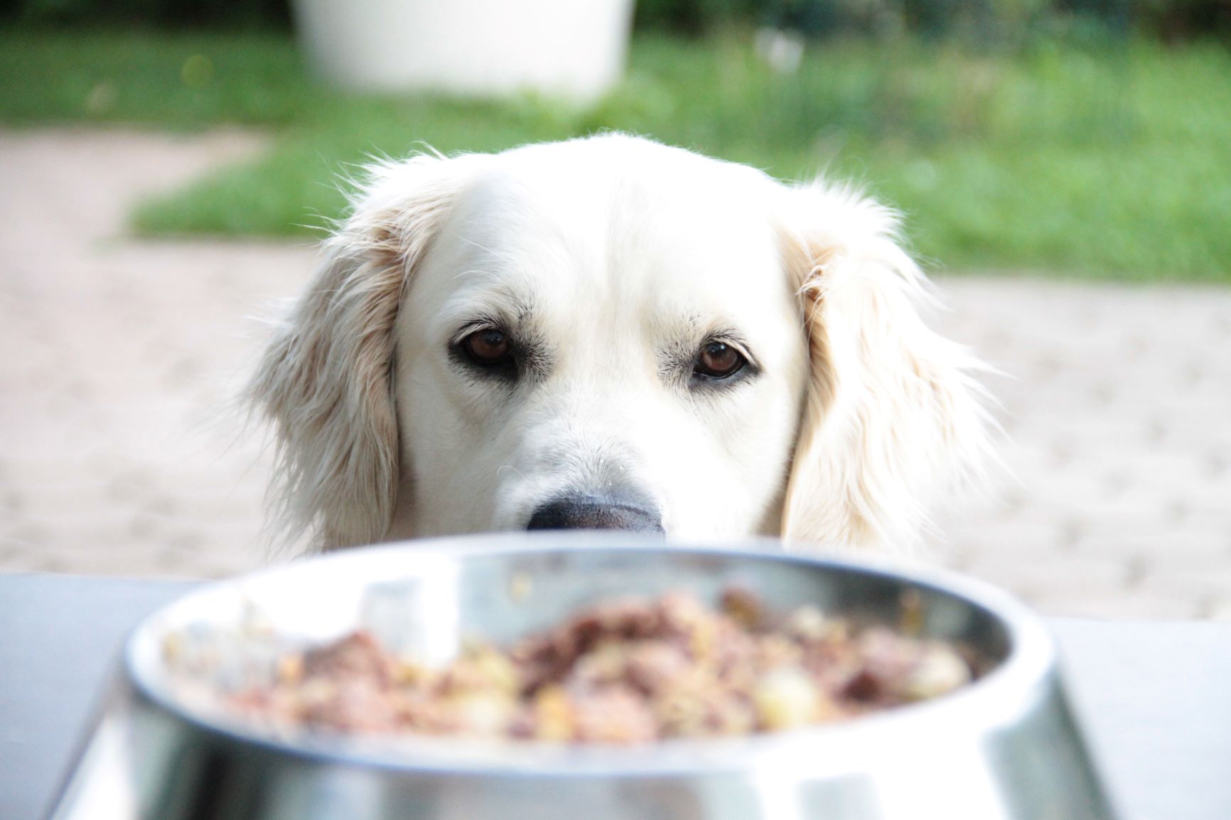 La Guía Definitiva para el Cuidado del Golden Retriever