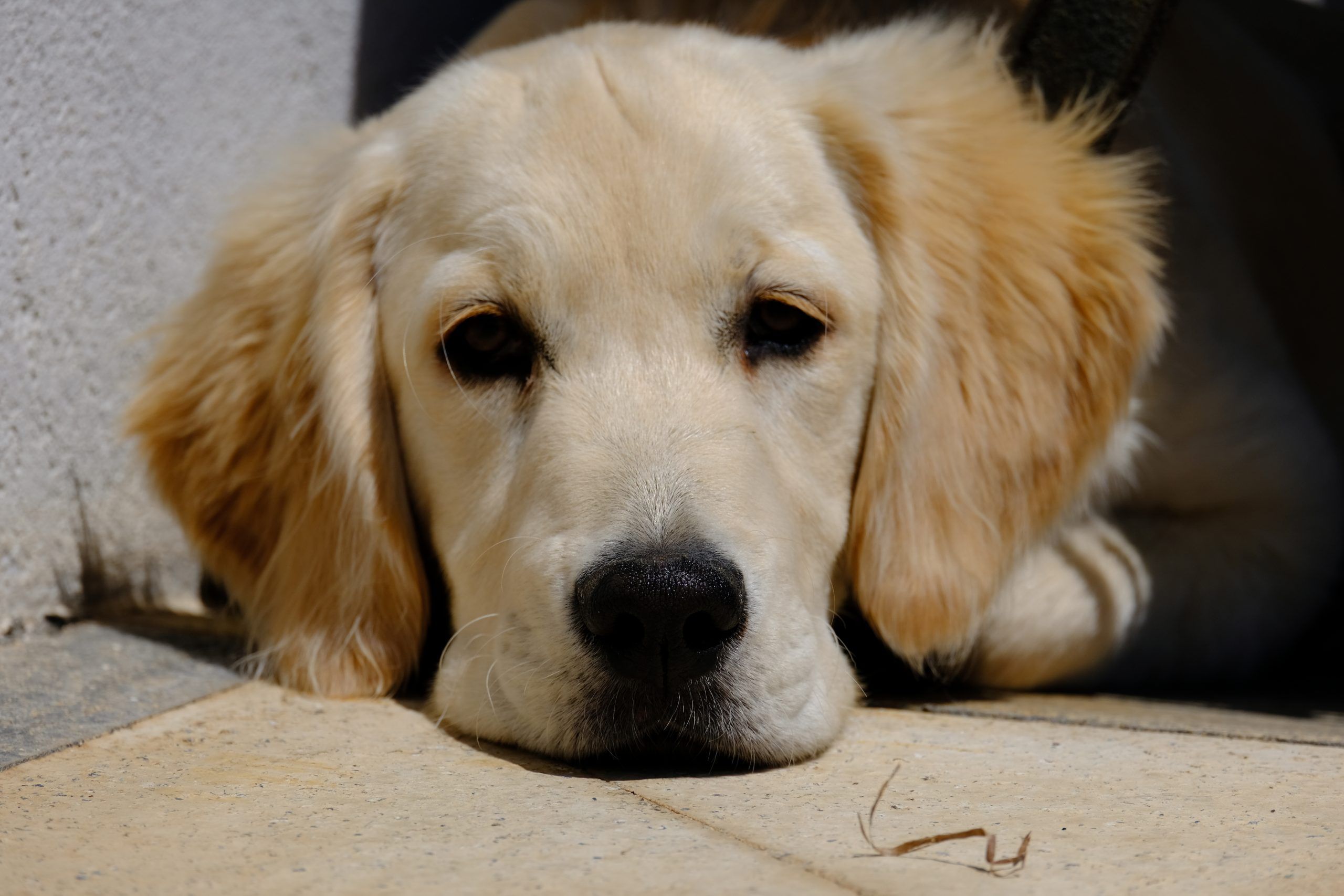 La Guía Definitiva para el Cuidado del Golden Retriever