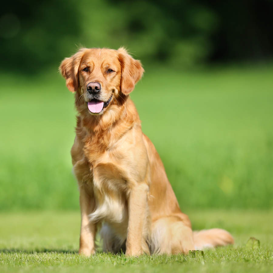 La Personalidad del Golden Retriever Un Compañero Fiel y Amable