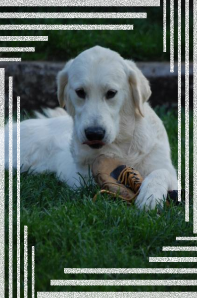 Mejores Criaderos de Golden Retriever en España Guía Exhaustiva