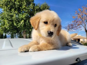 Mejores Criaderos de Golden Retriever en España Guía Exhaustiva