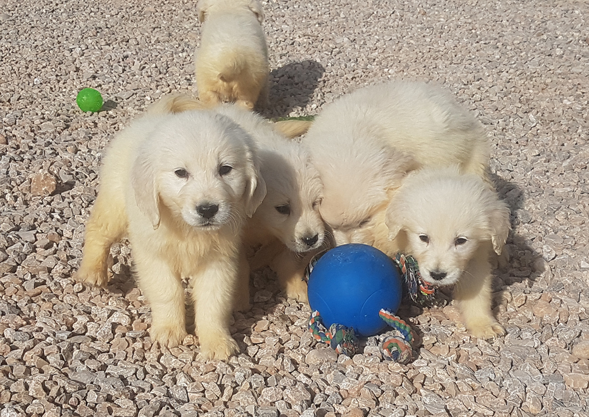 Mejores Criaderos de Golden Retriever en España Guía Exhaustiva