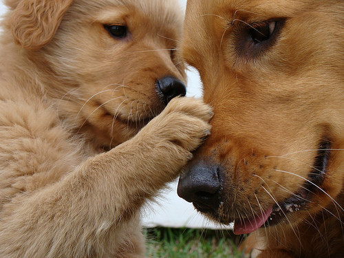 Origen del Golden Retriever Una historia de lealtad y belleza