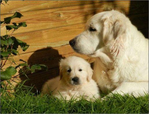 Origen del Golden Retriever Una historia de lealtad y belleza