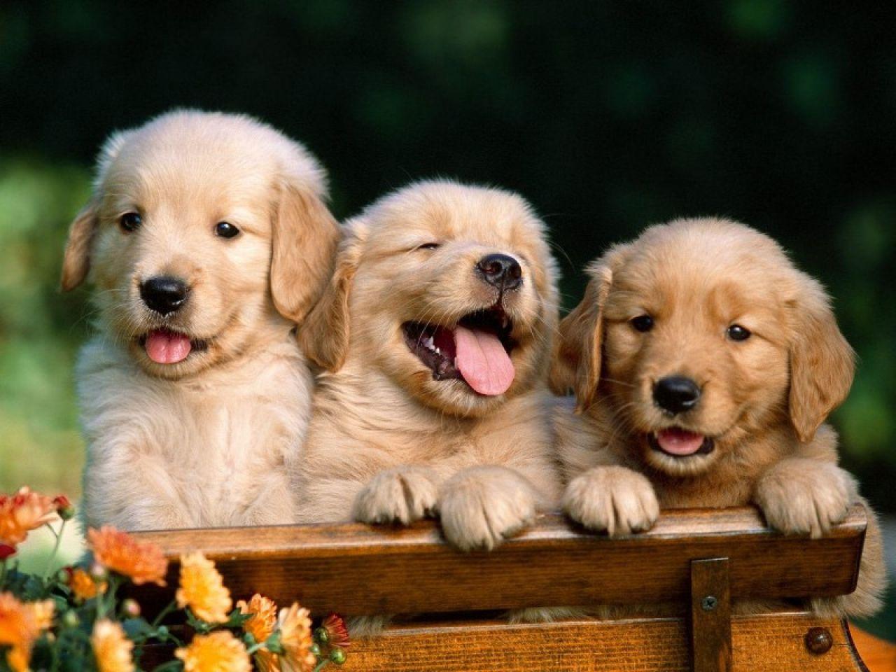 Origen del Golden Retriever Una historia de lealtad y belleza