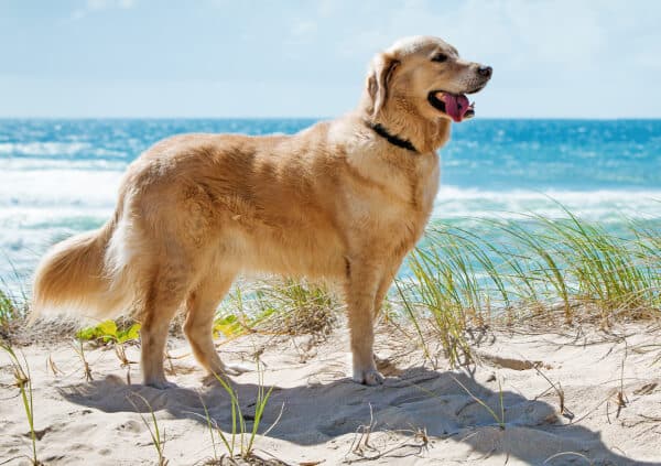 Origen del Golden Retriever Una historia de lealtad y belleza