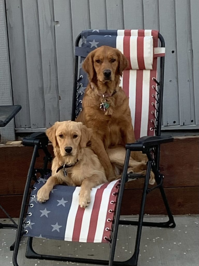 Precio de un Golden Retriever Guía Completa