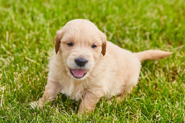 Precio de un Golden Retriever Guía Completa