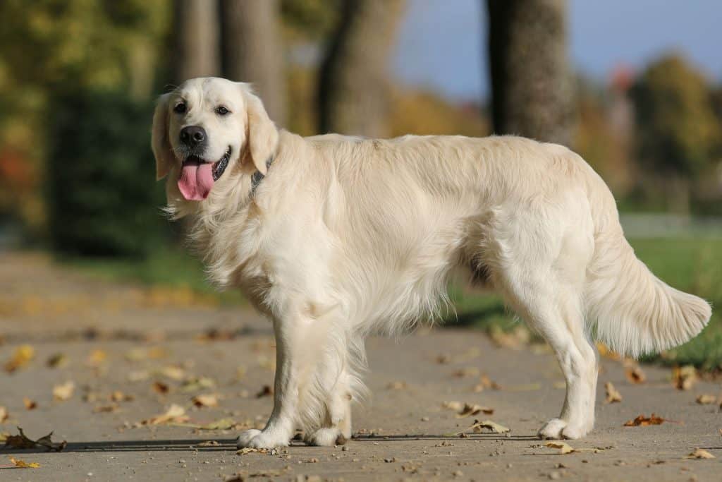 Tamaño del Golden Retriever Un Perro de Corazón Grande y Diversas Complexiones