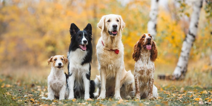 Tamaño del Golden Retriever Un Perro de Corazón Grande y Diversas Complexiones