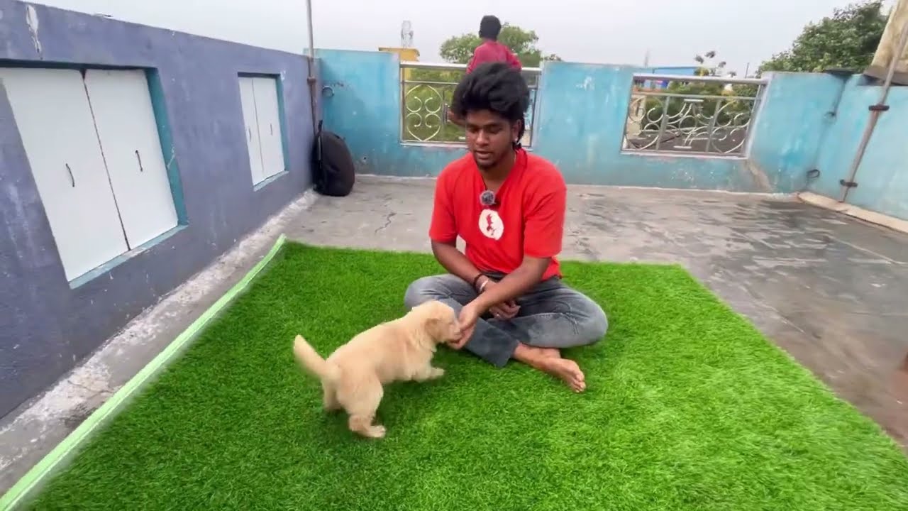 The Beauty of Golden Retrievers Exploring the Rare Black Golden Retriever