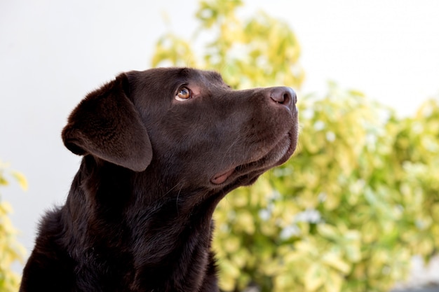 The Beauty of Golden Retrievers Exploring the Rare Black Golden Retriever