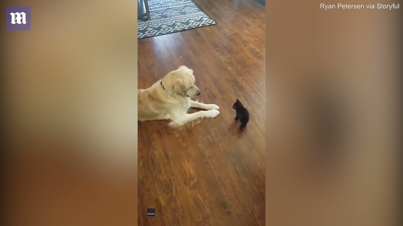 The Beauty of Golden Retrievers Exploring the Rare Black Golden Retriever