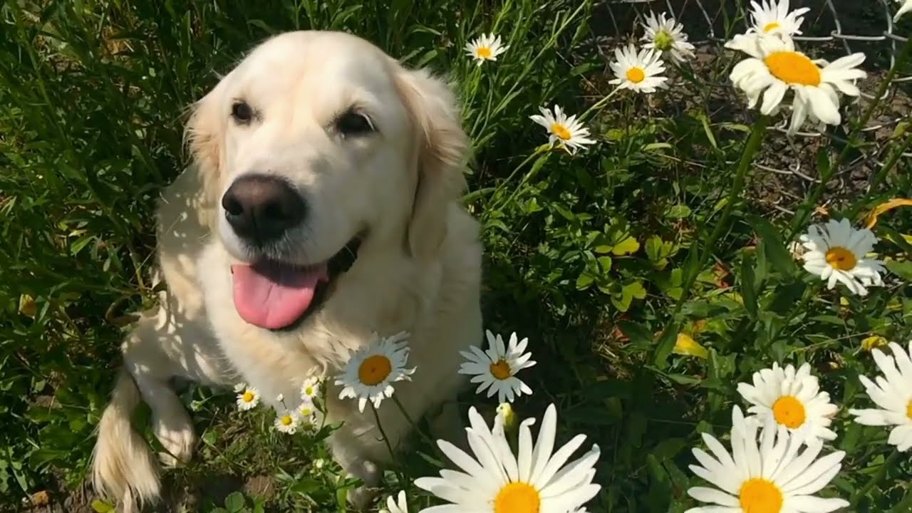 The Beauty of Golden Retrievers Exploring the Rare Black Golden Retriever