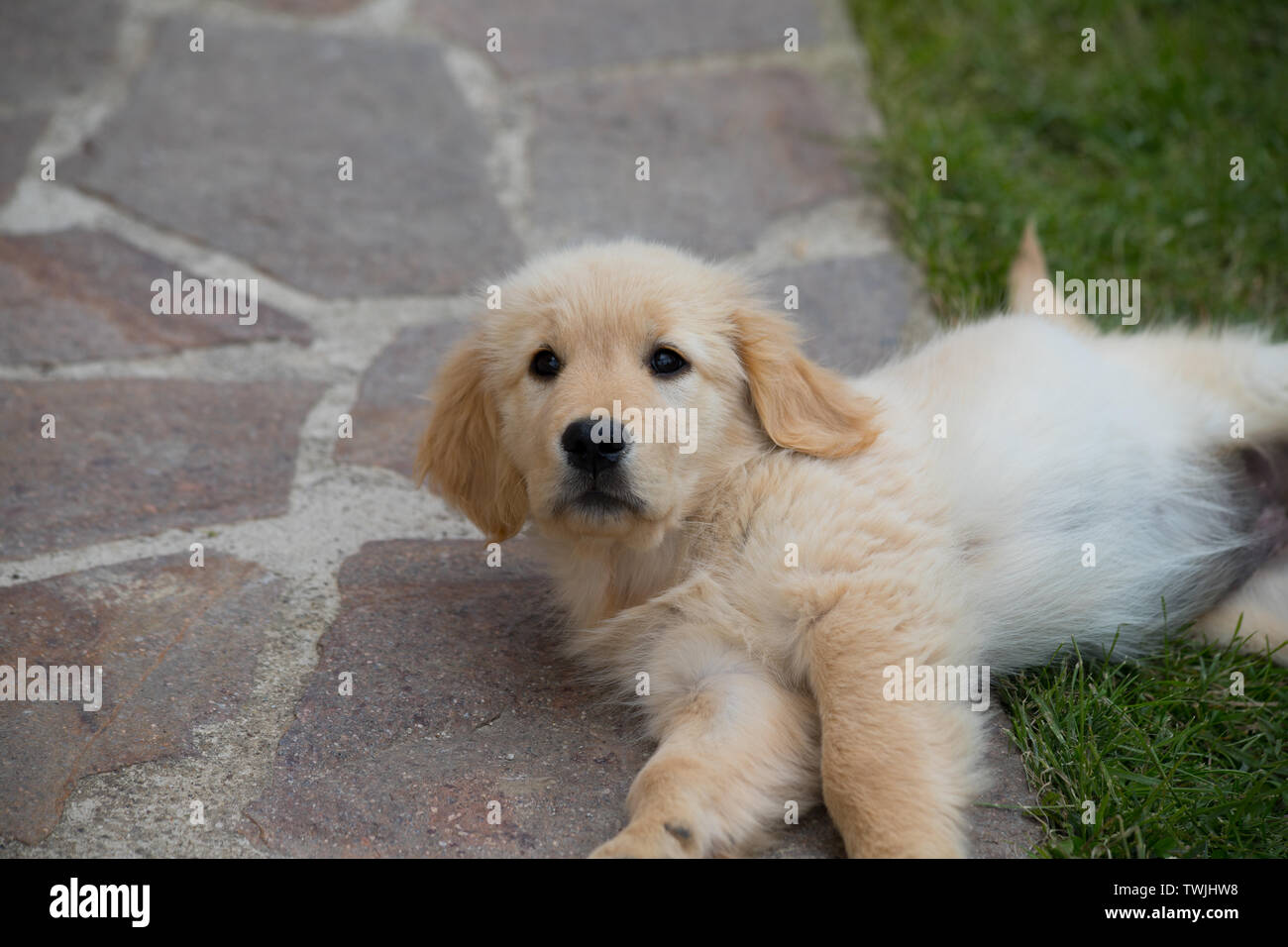 The Loyal and Loving Breed Golden Retriever Bebe