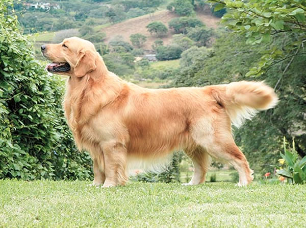 Tipos de Golden Retriever Explorando la Diversidad de una Raza Amada